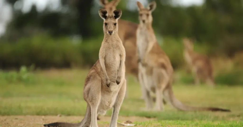 カンガルー